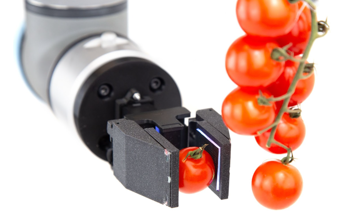 FruitTouch tactile gripper gently grasping a cherry tomato beside a vine of tomatoes